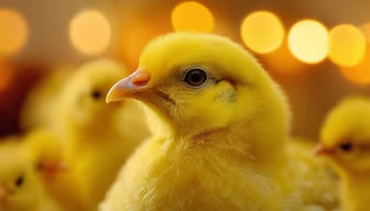 Little Yellow Peeps