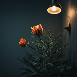 Evening Bloom Evening Bloom
