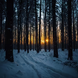 Winter's Embrace