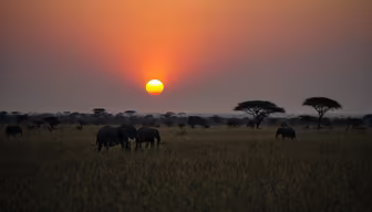 African Sunset African Sunset