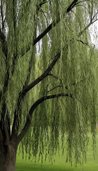 Willow's Whisper Willow's Whisper