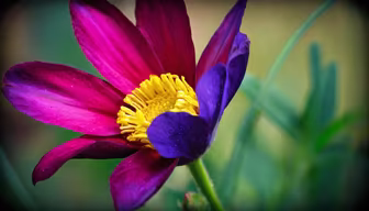 Two-toned Bloom Two-toned Bloom