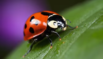 Ladybug on a Leaf Ladybug on a Leaf