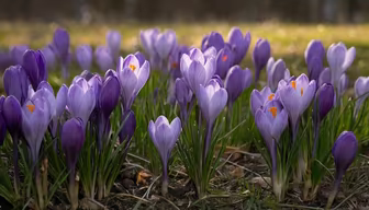 Spring Awakening