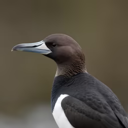 Elegant Guillemot Elegant Guillemot