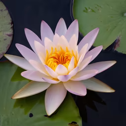 Water Lily Bloom