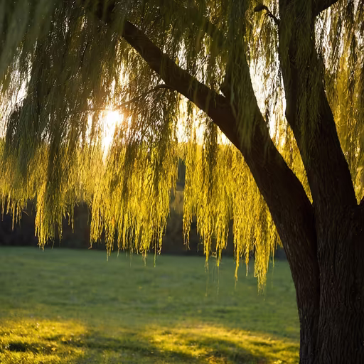 Golden Willow