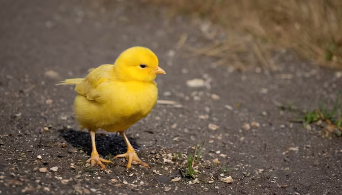 Little Canary