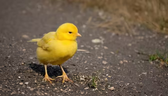 Little Canary