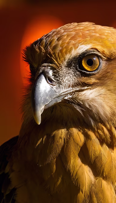 Golden Eagle Golden Eagle