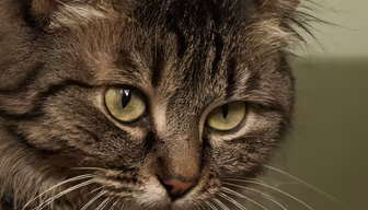 Emerald Eyes