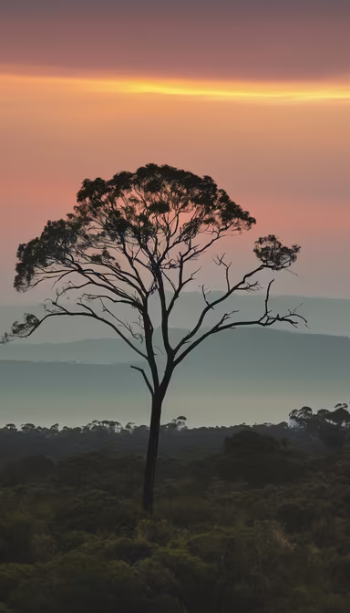 Solitary Tree