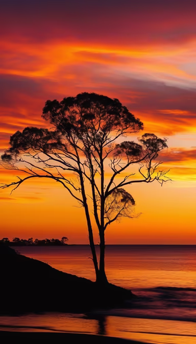 Sunset Silhouette Sunset Silhouette