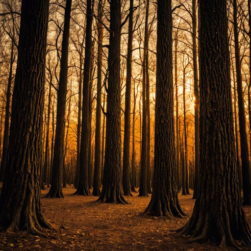Golden Forest