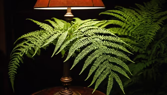 Fern Light Fern Light