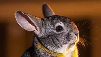 Chinchilla Charm