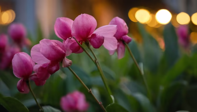 Pink Blossoms