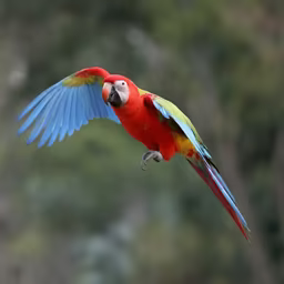 Scarlet Macaw in Flight