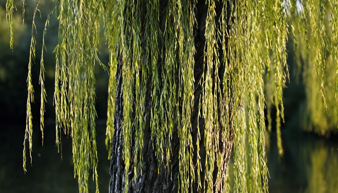 Whispers of the Willow
