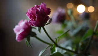 Floral Beauty