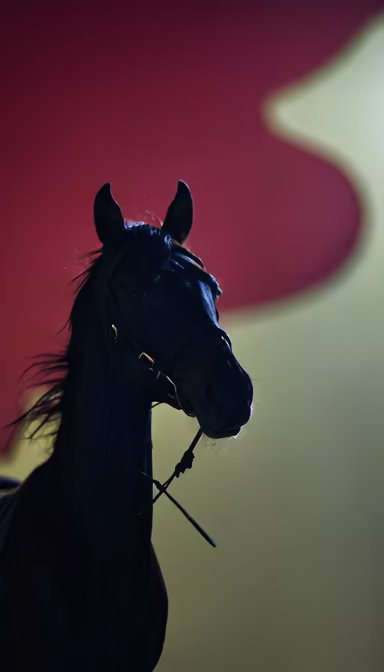 Elegance in Shadow