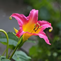 Summer Bloom Summer Bloom