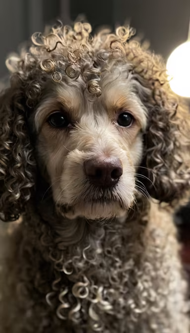 Curly Companion Curly Companion