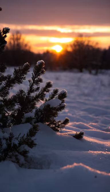 Winter's Glow Winter's Glow