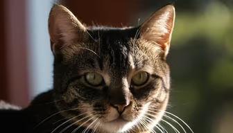 Emerald Eyes