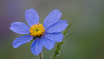 Blue Beauty Blue Beauty