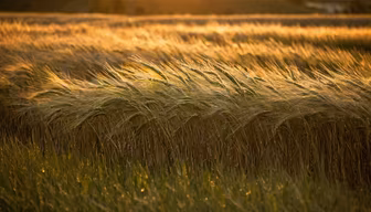 Golden Wheat Field Golden Wheat Field