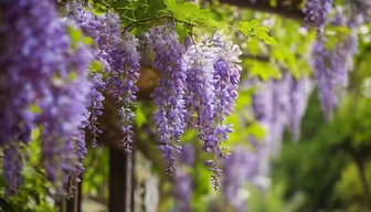 Wisteria Dreams
