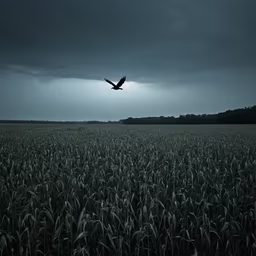 Silent Flight Silent Flight
