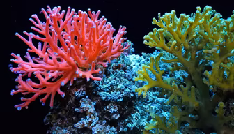 Coral Reef Wonders Coral Reef Wonders