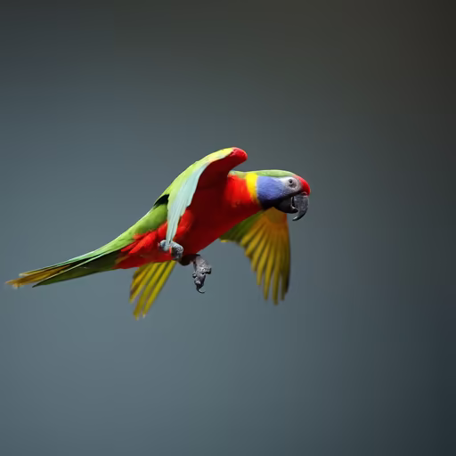 Rainbow Flight