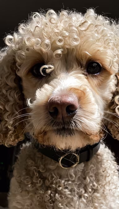 Poodle Stare Poodle Stare