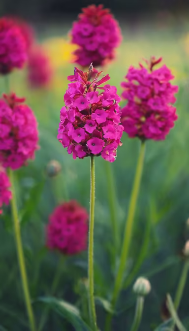 Crimson Beauty