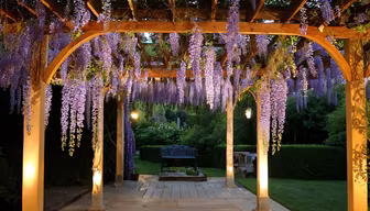 Wisteria Dreams Wisteria Dreams