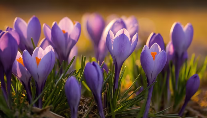 Spring Awakening