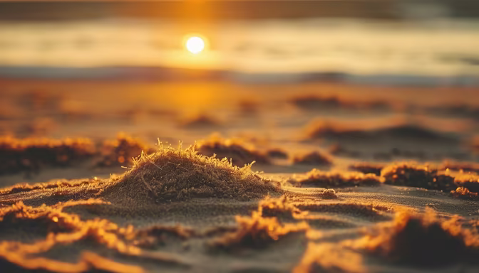 Golden Hour on the Coast