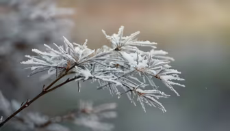 Winter's Touch