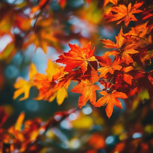 Autumn Blaze