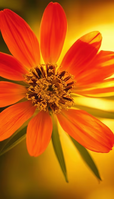 Radiant Bloom Radiant Bloom