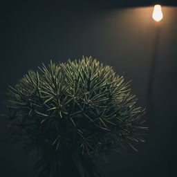 Indoor Greenery Indoor Greenery