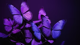 Purple Butterflies Purple Butterflies