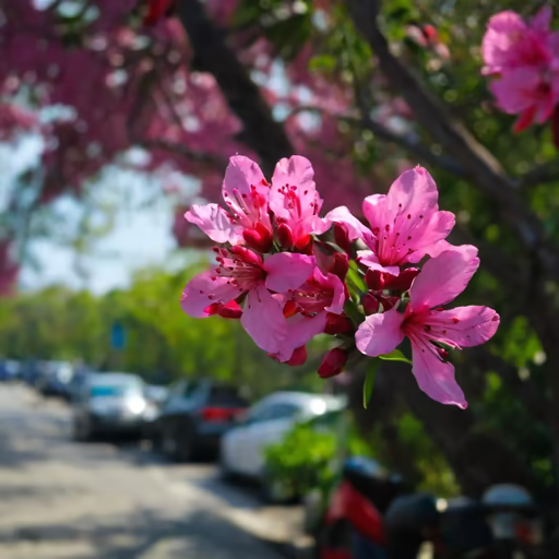 Spring Blossoms