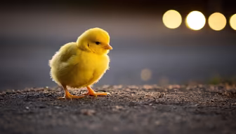 Little Wanderer