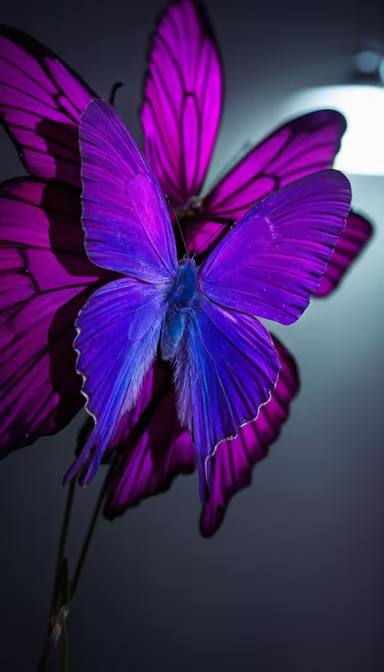 Purple Butterflies
