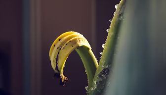 Banana Peel Art Banana Peel Art