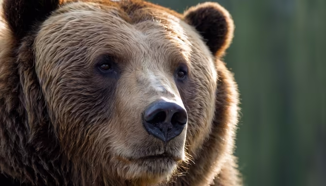Grizzly Majesty